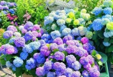 以阳秀球花怎么栽培？（从种子到绽放的秘诀，轻松养护阳秀球花！）