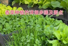 秋天香菜的种植技巧（学会种植秋天香菜，享受丰收乐趣）