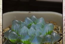 玉露寿的养护指南（打造健康绿色的家居环境，）