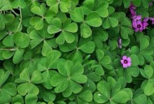 四叶草的姊妹花——类四叶草的探索（揭秘类四叶草的神秘面纱，了解与四叶草相似的“姊妹花”）