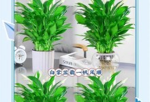 如何让白掌叶子挺拔（关键技巧，让你的白掌叶子翘首挺胸）