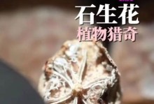 以石生花怎么种吃人花（挑选合适的品种，培育吃人花乐趣无限）