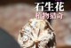 以石生花怎么种吃人花（挑选合适的品种，培育吃人花乐趣无限）