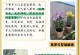 盆栽紫罗兰的种植方法（从选种到养护，打造美丽花坛的必备技巧）