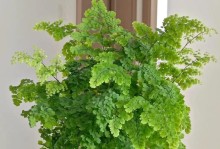 铁对植物甲醛吸收效果的影响（优化铁的形态以提高植物对甲醛的吸收能力）