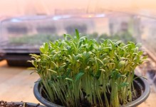 大花满天星的种植与养护技巧（打造花园的绚丽明星——大花满天星）