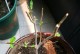 枯树叶的花养护之道（以枯树叶为肥料，打造美丽花园）