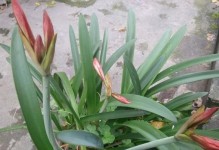 报年红开花后的处理方法（如何让报年红更加美丽健康）