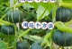秋季南瓜种植技巧（南瓜种植时间和方法，助你成功收获丰盈）