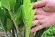 金钱树怎样养得肥厚？（掌握关键技巧，让你的金钱树茁壮成长）