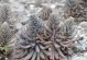 房顶绿化，适合种什么植物？（探讨房顶绿化中的植物选择及栽培技巧）