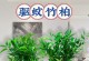 北方水培竹子的养殖技巧（从选种到养护，打造绿色家居的小窍门）