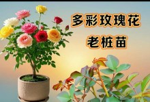 如何种植蓝色玫瑰，打造神秘浪漫的花园（蓝色玫瑰栽培技巧与护理要点，让您的花园充满魅力）