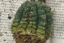 仙人球受损如何修复？（解决仙人球球体腐烂问题的有效方法）