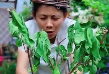 花草枯萎怎么办？（急救措施和预防方法，帮你拯救花草）