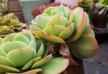 多肉碧桃繁殖方法大揭秘！（轻松掌握多肉碧桃的繁殖技巧，让你的花园充满生机！）