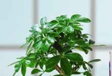 奶茶店必备的招财植物，助你财源滚滚（掌握这些招财小妙招，让你的奶茶店收入翻倍）