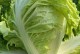 探秘包菜种子的来历（从野生植物到人工培育，包菜种子的漫长历程）