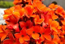 虎刺梅入室——冬日观赏的最佳选择（生命力顽强、花期长，陪你渡过漫长的冬天）
