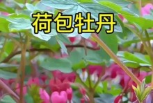 荷包牡丹种植技巧与注意事项（以荷包牡丹怎么种为主题的种植指南）