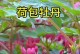 荷包牡丹种植技巧与注意事项（以荷包牡丹怎么种为主题的种植指南）