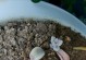 多肉叶片怎么出芽率高？（提升多肉叶片的繁殖成功率，让你养出更多的多肉植物！）