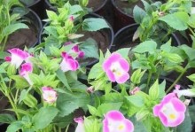 以夏堇花的养殖技术为主题（夏堇花养殖详解，助您打造美丽花园）