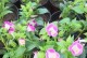 以夏堇花的养殖技术为主题（夏堇花养殖详解，助您打造美丽花园）