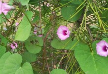 薯科植物的种类与用途（探究薯类、茄果类、辣椒类、豆类等的多样性及应用）
