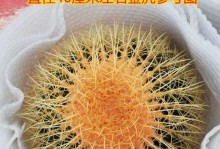 多肉仙人掌种植全攻略（从选种到养护，一网打尽）