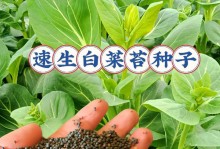 白菜种植的最佳时间（掌握几月份种植，让你丰收无忧）
