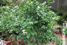 千里香的养护技巧（打造健康美丽的千里香花园）