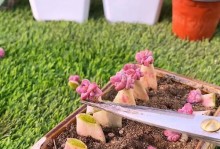 北方多肉在冬天的室内养护技巧（北方冬季多肉怎样室内过冬？室内养育多肉的注意事项）