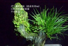 水培南方菖蒲养殖技巧（了解南方菖蒲特点，掌握水培养殖的窍门）