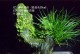 水培南方菖蒲养殖技巧（了解南方菖蒲特点，掌握水培养殖的窍门）