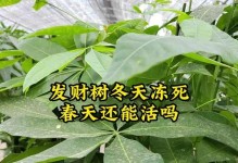 如何正确保存发财树冬天（室内的最佳温度、光照条件和水分要求）