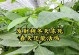如何正确保存发财树冬天（室内的最佳温度、光照条件和水分要求）