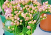 如何使养花的叶子保持油亮（秘诀揭秘，让你的花叶更加亮丽动人）