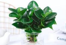 厚脸皮如何修剪（15个方法教你从厚脸皮中脱颖而出）