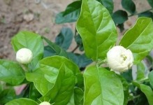 虎头茉莉的上盆与养护（学会正确的上盆时间和养护方法，让虎头茉莉茁壮成长）