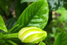 栀子花（四季常青，芬芳缭绕）