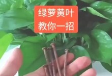 如何拯救柱黄叶的大叶绿萝（教你一招，让大叶绿萝重新焕发生机）