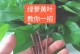 如何拯救柱黄叶的大叶绿萝（教你一招，让大叶绿萝重新焕发生机）