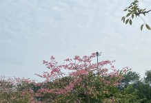 种植木棉树（探索木棉树的生长技巧与美丽魅力）