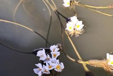 菜花的生长期和成熟时间（种植菜花需要注意什么）