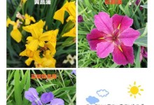 鸟尾花叶子枯萎的原因及解决方法（保护鸟尾花叶子健康的关键）