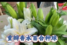 如何处理百合种球的方法与技巧（从取出到储存，打造健康百合种球）