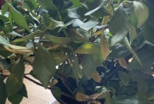 栀子花叶为何会发黑？（探究栀子花叶变黑的原因和应对方法）
