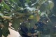 栀子花叶为何会发黑？（探究栀子花叶变黑的原因和应对方法）