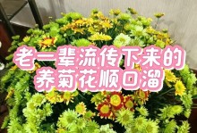 菊花养护之道（以菊花好养吗？如何正确养护？）